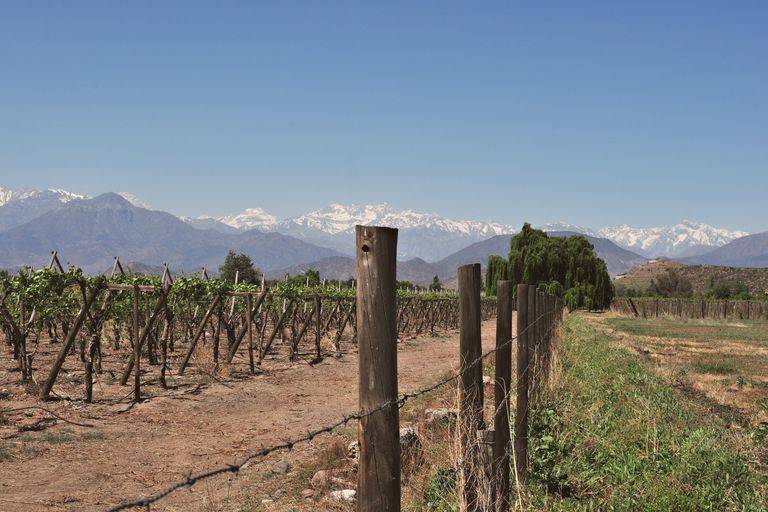 Vineyard landscape in Santiago, Chile with Andes Mountains backdrop under a clear blue sky.